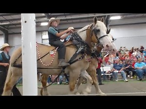 Buying a Horse at an Amish Auction