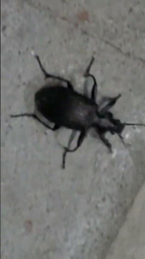 Escarabajo volando. #insectos