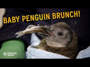 Baby Penguins In Blankies Enjoying The Cutest Brunch You've Ever Seen!