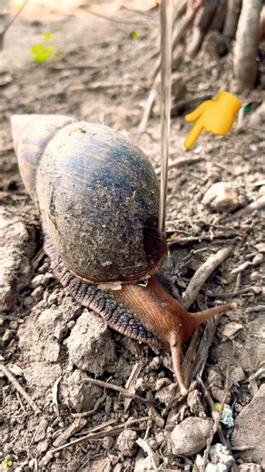 So Cute Snail Moment 🐌🥰 #trending #shortvideo