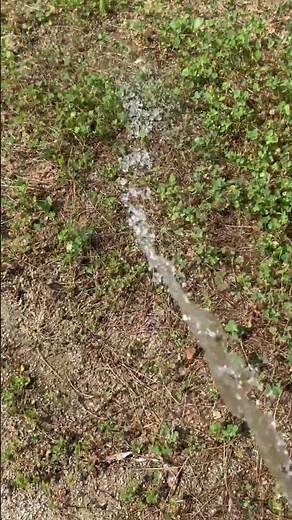シロツメクサの庭栽培をして2年でこうなります！！【砂だらけの庭を変えたい方】【芝生の代わりに庭造りしたい方】へ必見！！