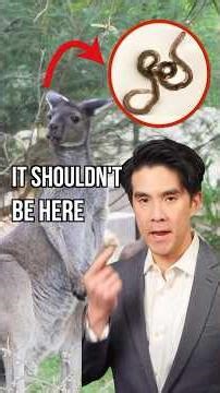 Crazy Rat Lungworm Situation In San Diego 😢