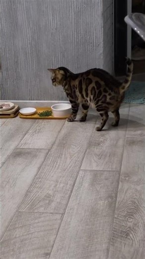 Who can wash their face like this?❤️ #detroit #bengalcat