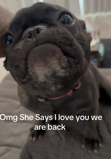 Minnie the Frenchie Says I Love You in Adorable Video