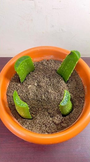 Growing aloe vera tree from leaf | Grow aloe Vera from leaf #shorts #aloevera #growaloevera
