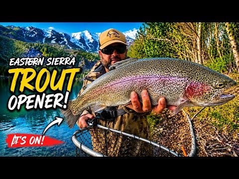 BIG Rainbow Trout CRUSHING Baits at the Eastern Sierra Opener #395 #troutfishing