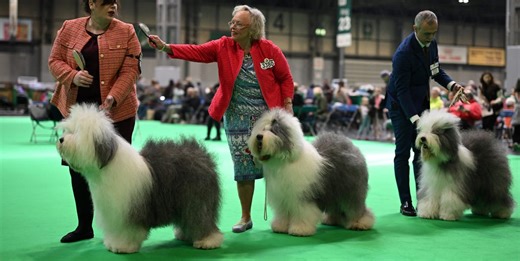 What a day at Crufts is really like — 4 surprises I didn’t expect