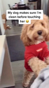 Hold on, not so fast! 🛑🤣 #cockapoo #cutepuppy #funnydog #petthings | Luna Cackapoos