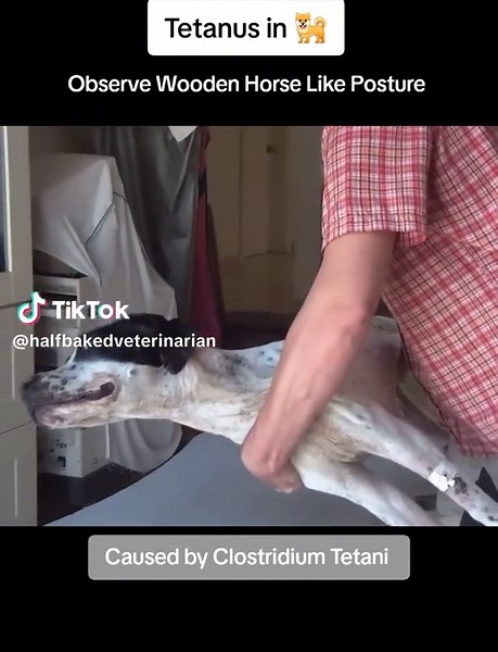 Understanding Tetanus in Dogs: Causes and Symptoms