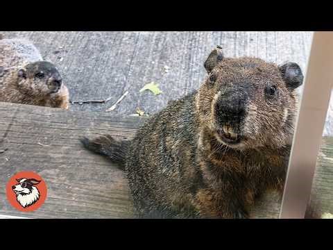 Groundhog Brings His Baby To Visit His Human Friend