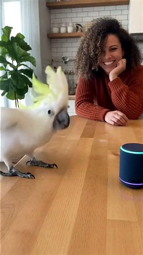 Dance Has Infinite Encore Button