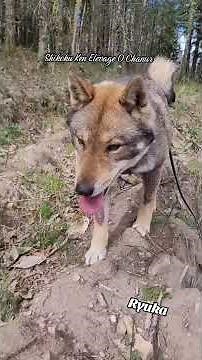 Is the Shikoku right for you? 😃🐺 A quick overview of the breed with Ryuka 🐺 #shikoku #shikokuken