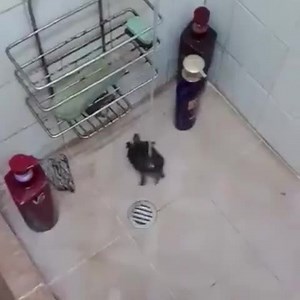 Shake it off 😂🐢