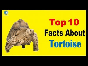 Tortoise - Facts