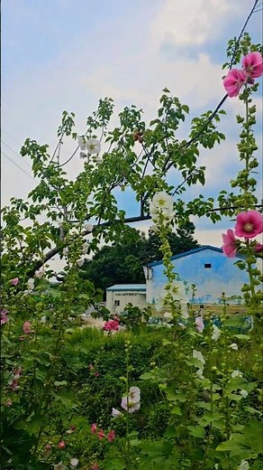 아름다운풍경 예쁜하늘 파란하늘 예쁜꽃 꽃 예쁜배경 #flowers #꽃날 #꽃길 #꽃