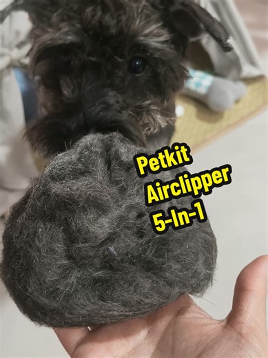 Petkit Airclipper 5-In-1 Pet Grooming Kit $177 @petkit.singapore Used the shaver function and find it really useful! Furs won't fly all over, while shaving it will be suck in. The grooming function never really use since my pet does not shed a loh. Previously when I bring her to grooming center for some reason they always cut her like a poodle not sure why also, but now I groom her she now looks like her ownself, the schnauzer 😆 #dogsofttiktok #doglover #schnauzer #petkit #petgrooming
