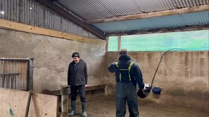 Slats on the way out #farm #farming #sheep #cows #ireland #irish | sheep_shepherd__