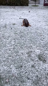 Snow zoomies! | Strider The German Shepherd