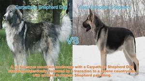 Carpathian Shepherd Dog vs. East European Shepherd: A Breed Comparison