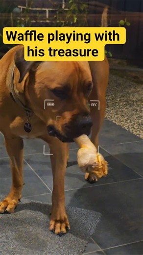 Waffle playing with his treasure