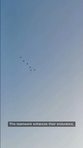 The Incredible Teamwork Behind Birds' V Formation #Wildlife #NatureMagic