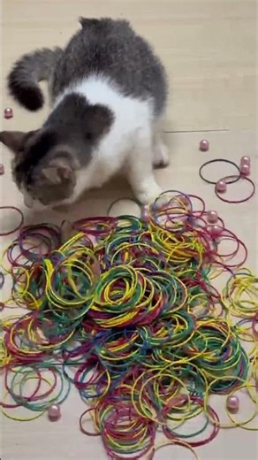 🐾💎 प्यारा बिल्ली बारसिक और मनके 🧡💗 रिवर्स 🐾#shorts #viralshort