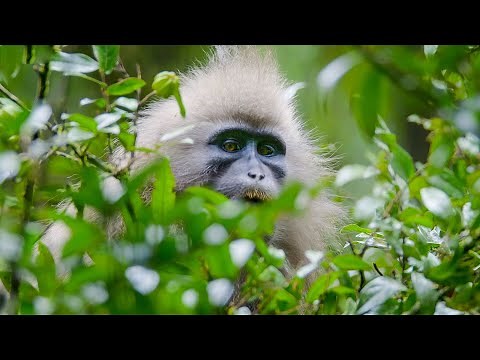 The First Person To See ALL 79 Major Groups Of Primates In The Wild | Primates | BBC Earth