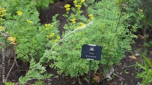 Ruta Graveolens aka Common Rue Plant in Garden, Close Up