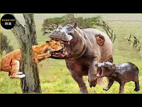 怒ったカバが子ライオンを救うためにライオンと戦う 30 分間 | アニマル