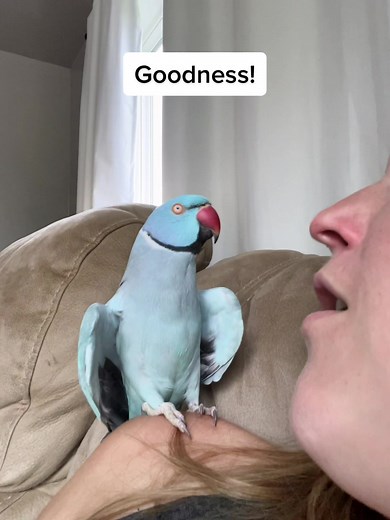 Heart shapped wings means a happy loving bird, even when mom tries to eat him 😅💙 #talkingparrot #talkingbird #cutepet #parrot #bird #funnyanimals #funnypets #indianringneck #fyp #bluechicken #canada #novascotia #funnyparrot