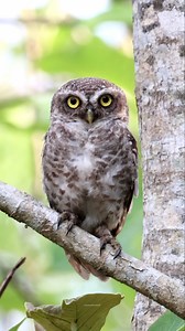 Spotted owlet | 𝐍𝐚𝐭𝐮𝐫𝐞 𝐏𝐡𝐨𝐭𝐨𝐬 𝐁𝐨𝐨𝐤