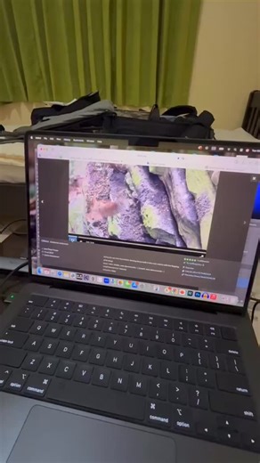 Oilbird love #birddifferently | Juan Diego Vargas