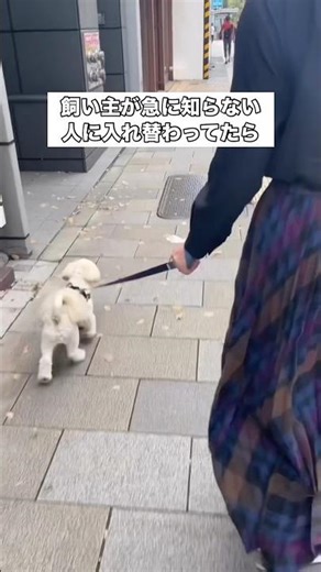 When the owner secretly handed the leash to his friend during a walk and they switched places #Pe...