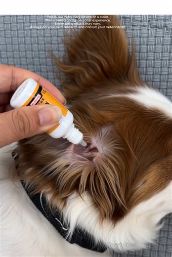 The best secret to keeping your pet'sears healthy! #tiktokpets #dogsoftiktok #petcare #pethealth #dogcare