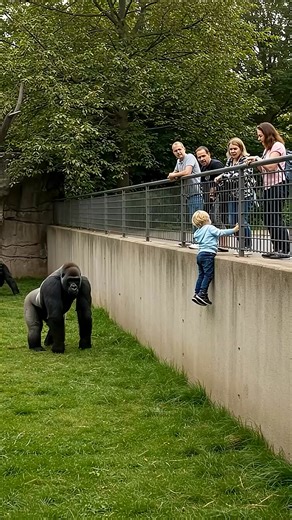 A Gentle Giant’s Brave Deed — Gorilla Steps In to Save Young Boy at the Zoo | Viral states