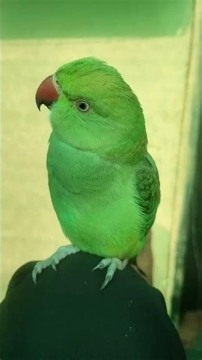 Indian Ringneck parrot💚🦜 #parrot #mittumittu #parrotvoice #talkingparrot #billi#cat