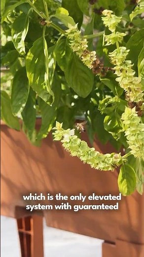 The Best Elevated Raised Garden Bed 🌱 #earthbox #raisedbedgardening #gardening #elevatedgarden