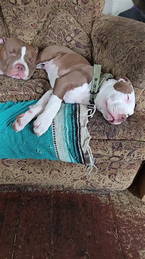 Spud says she's had a crazy week 🤣 #EggsistentialFarm #Spud