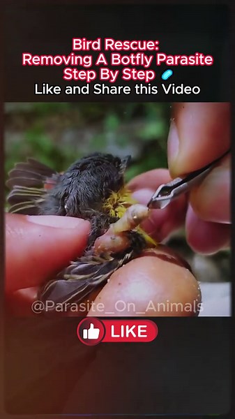 Removing A Botfly Parasite Step By Step 🐦🪱 #parasite #fpy #foryou #viral #trending #parasiteonanimals