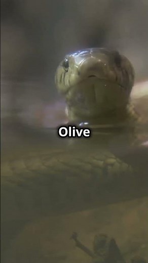 The Most Venomous Sea Snakes