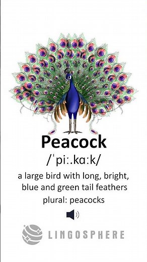 Peacock 🦚 | Learn This English Word