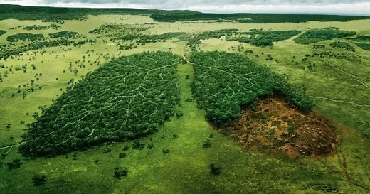 2.4M views · 24K shares | Utilises-tu encore Google? Installe gratuitement www.Ecosia.org, l’alternative responsable qui plante des arbres pour sauver la planète grâce à l’argent de tes recherches! L’essayer c’est l’adopter ;-) | Ecosia | Facebook
