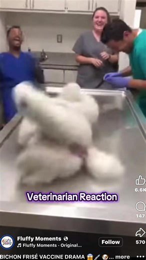 Understanding AI in Veterinary Practice