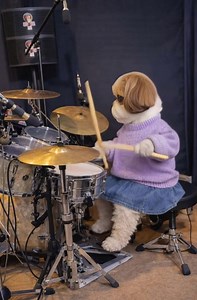 This dog is drummer 🐶 #dog #drummer | Paul Santos