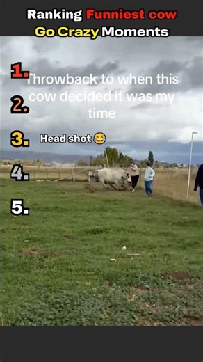Ranking Funniest crazy cow Moments