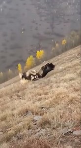 A Silent Drama: Only the Sounds of Wind and Desperate Screams