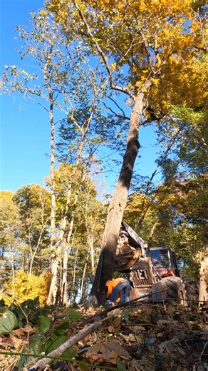 9.8K views · 231 reactions | The best logging and tree cutting action from this week | Boys In The Woods | Facebook