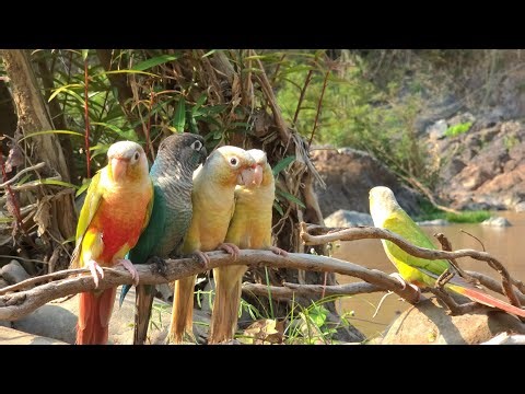 Sounds of parrots birds and the river are relaxing for birds. Green cheek conure parrot sounds.