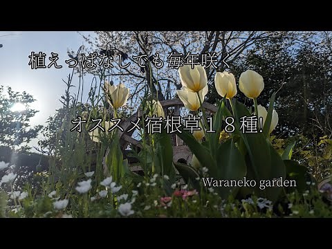 【春】植えっぱなしで毎年咲くオススメな宿根草１８種/感動の美しさを一緒に湯布院の桜並木
