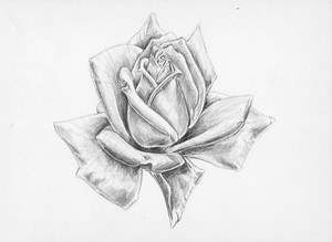 How to Draw a Rose with Simple Shading - Let's Draw Today